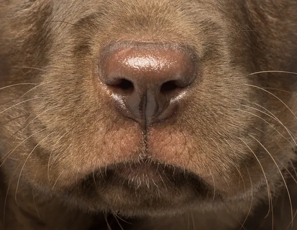 Macro di un cucciolo Labrador Retriever, 2 mesi — Foto Stock