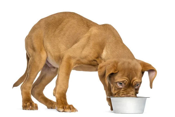 Dogue de Bordeaux Filhote de cachorro comendo de uma tigela de cachorro metálicos, 4 meses — Fotografia de Stock