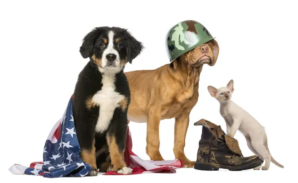 Groupe de chiens patriotiques et chat — Photo