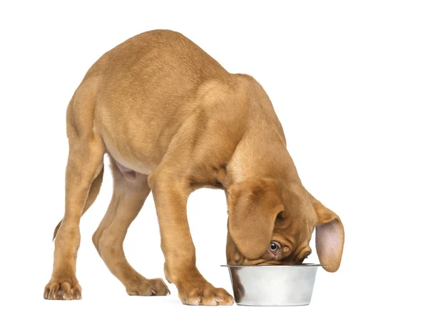 Dogue de bordeaux szczeniak jeść z miski psa metalicznej, 4 miesiące — Zdjęcie stockowe