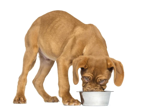 Dogue de Bordeaux Filhote de cachorro comendo de uma tigela de cachorro metálicos, 4 meses — Fotografia de Stock