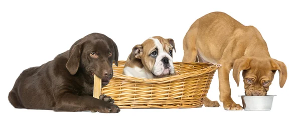 Dogue de Bordeaux eating from a dog bowl, English Bulldog in wicwicker basket and Labrador Retriever chewing a dog bone, isolated on white — Stock Photo, Image