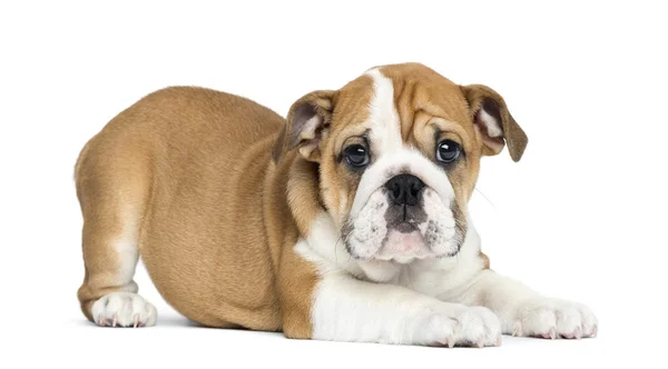 English Bulldog Puppy lying and facing, 2 months old, isolated o — Stock Photo, Image