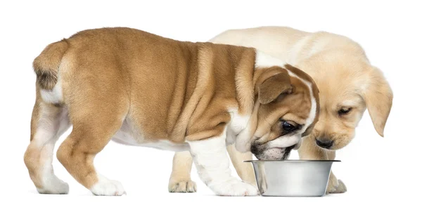 Engels bulldog pup en labrador retriever puppies op zoek dow — Stockfoto