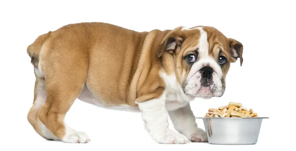 Standing English Bulldog Puppy with metallic dog bowl, 2 months — Stock Photo, Image