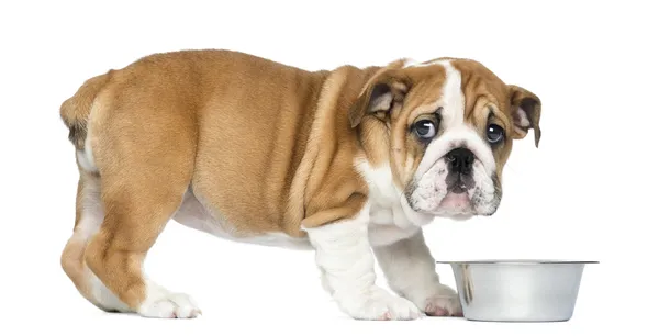 Стоячи англійський бульдог цуценя з металевим собака чаша, 2 місяці — стокове фото