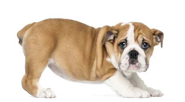 Bulldog Puppy inglés de pie, 2 meses de edad, aislado en blanco —  Fotos de Stock