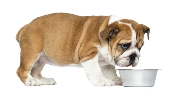 Staande Engels bulldog pup met metalen hond kom, 2 maanden — Stockfoto