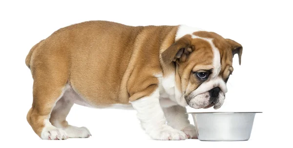 In piedi inglese Bulldog Puppy con ciotola metallica cane, 2 mesi — Foto Stock