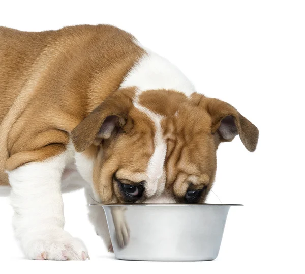 Close-up de um cachorrinho Bulldog Inglês comendo de um cão metálico — Fotografia de Stock