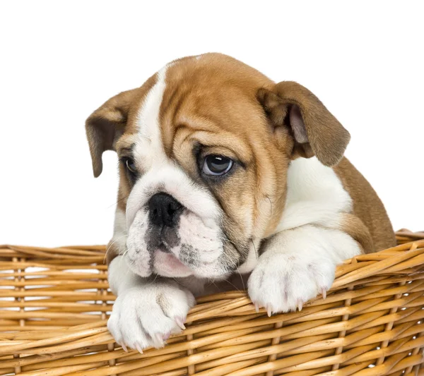 Primer plano de un Bulldog Puppy Inglés, 2 meses de edad, en un mimbre —  Fotos de Stock
