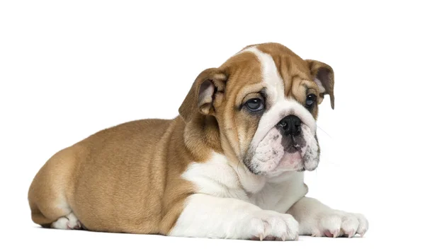 Bulldog inglese Cucciolo sdraiato, 2 mesi, isolato su bianco — Foto Stock