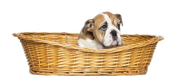 Bulldog Puppy Inglés en una canasta de mimbre, 2 meses de edad, aislado — Foto de Stock