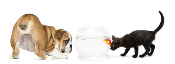 English Bulldog Puppy and black kitten looking at a goldfish in a bowl aquarium, isolated on white