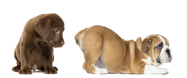 Labrador retriever puppy looking at the butt of an English Bulld — Stock Photo, Image