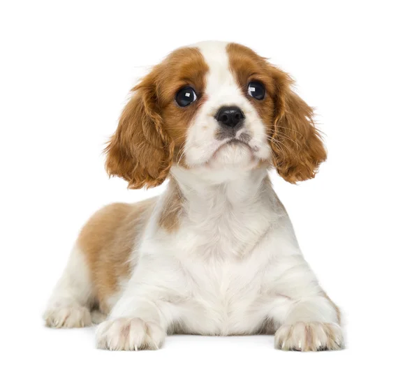 Cavalier King Charles Spaniel lying down, isolated on white — Stock Photo, Image
