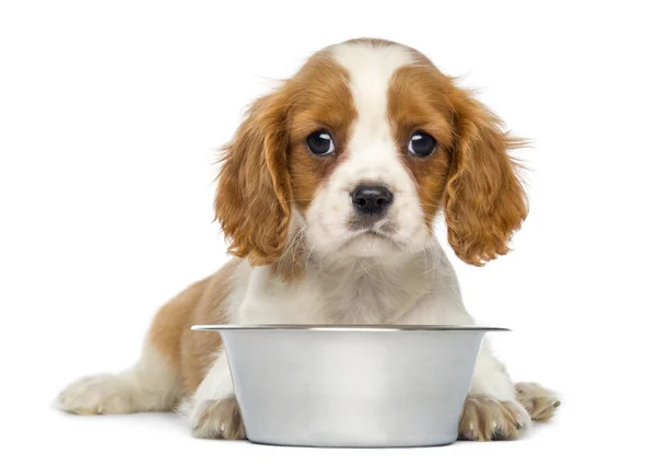 Cavalier King Charles Puppy lying in front of an empty metallic — Stock Photo, Image