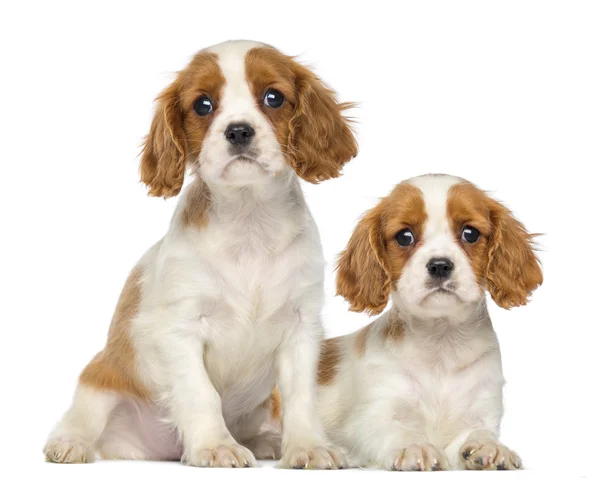 Dwa cavalier king charles szczenięta, 2 miesiące, siedzi i lyi — Zdjęcie stockowe