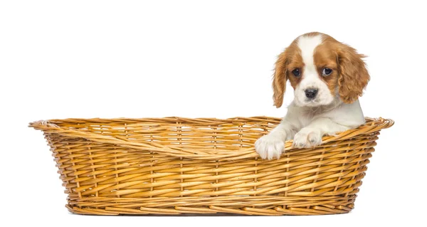 Cavalier king charles valp, 2 månader gammal, i en flätad korg, jag — Stockfoto