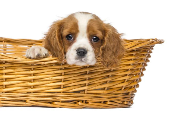 Close-up of a staring Cavalier King Charles Puppy, 2 months old, — Stock Photo, Image