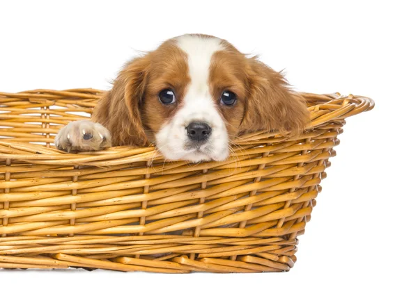 Close-up van een staren cavalier king charles pup, 2 maanden oud, — Stockfoto