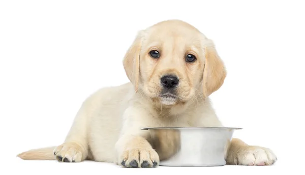 Labrador Retriever Puppy, 2 months old, lying down with metallic — Stock Photo, Image