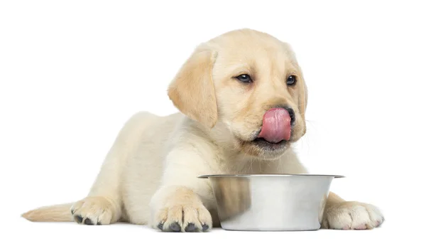 Labrador retriever pup, 2 maanden oud, likken zijn lippen in fron — Stockfoto