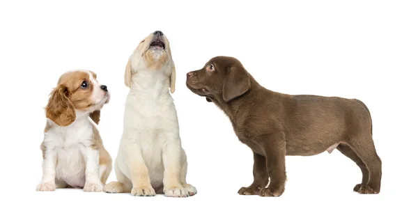 Labrador Retriever and Cavalier King Charles Puppies looking at — Stock Photo, Image