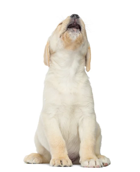 Expressive Labrador Puppy sitting, isolated on white — Stock Photo, Image