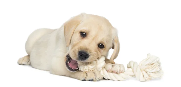 Labrador Retriever Puppy, 2 months old, lying and chewing a rope — Stock Photo, Image