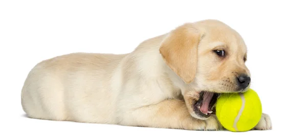 Labrador retriever köpek yavrusu, 2 ay yaşlı, yalan ve bir tenn çiğneme — Stok fotoğraf