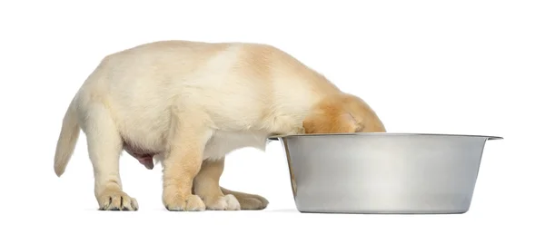Cachorro Labrador Retriever, 2 meses, con cabeza en un perro grande b —  Fotos de Stock
