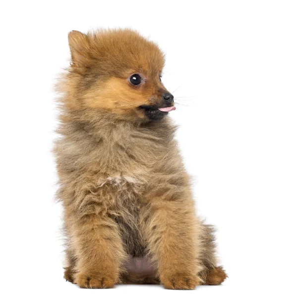 Pomeranian Puppy, 2 months old, sitting, isolated on white — Stock Photo, Image