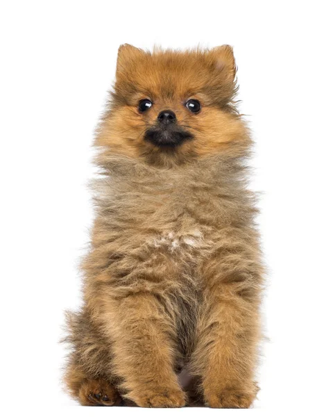 Pomeranian Puppy, 2 months old, sitting, isolated on white — Stock Photo, Image