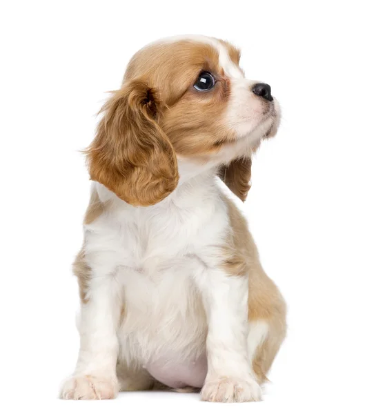 Cavalier King Charles Puppy, 2 meses de edad, sentado y mirando u — Foto de Stock