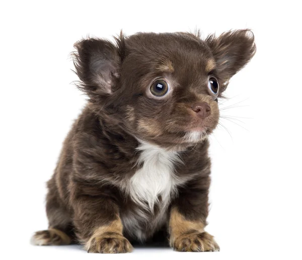 Chihuahua köpek yavrusu, 2 ay yaşlı, oturma ve bakılması, yalıtılmış — Stok fotoğraf