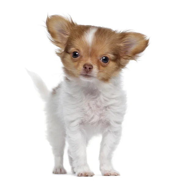 Chihuahua cucciolo, 3 mesi, in piedi, isolato su bianco — Foto Stock