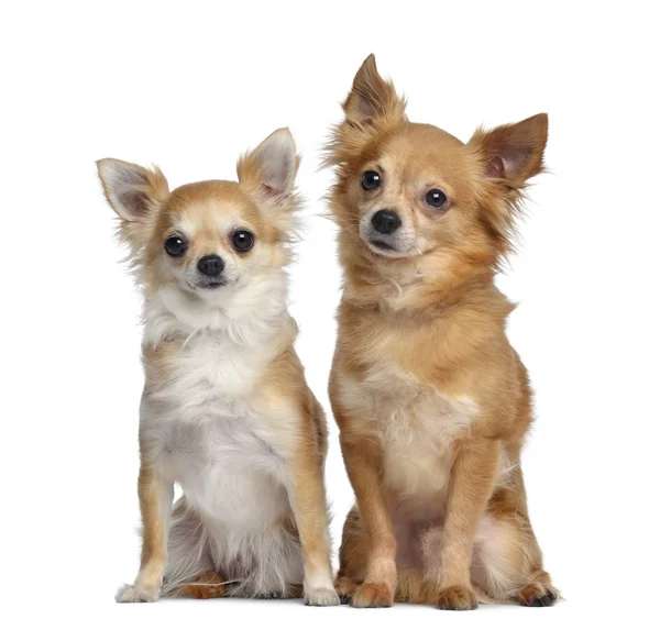 Two Chihuahuas, 5 and 4 years old, sitting next to each other, i — Stock Photo, Image