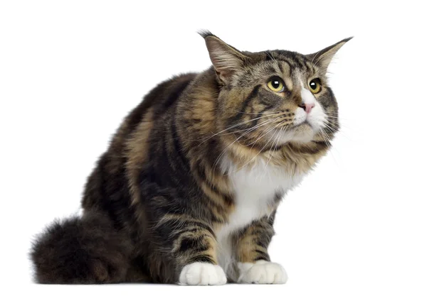 Maine Coon, 10 Monate alt, sitzend und aufblickend, isoliert auf dem Rücken — Stockfoto