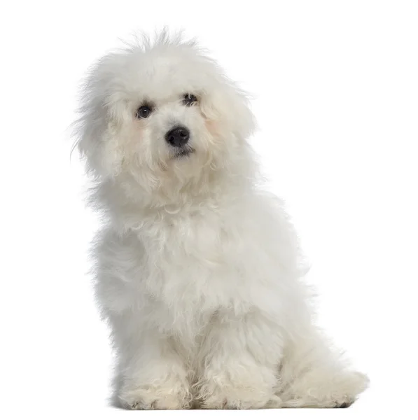 Sheepdog (15 moths) Stock Photo by ©lifeonwhite 10875611