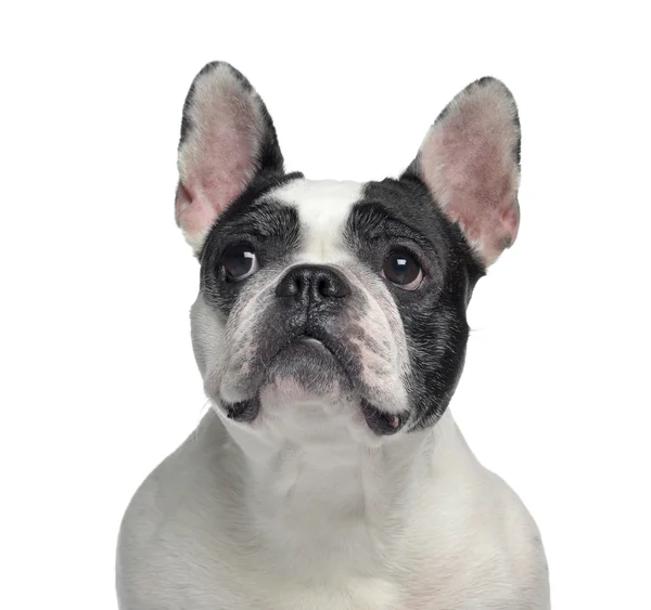 Close-up de um Bulldog francês, 6 anos, isolado em branco — Fotografia de Stock
