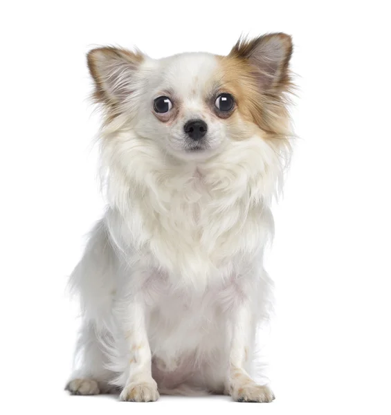 Chihuahua siedzi i stoi, 2 lat, na białym tle na biały — Zdjęcie stockowe