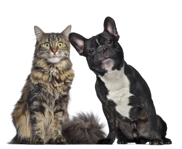 Maine casulo e Bulldog francês sentados ao lado um do outro, isolar — Fotografia de Stock