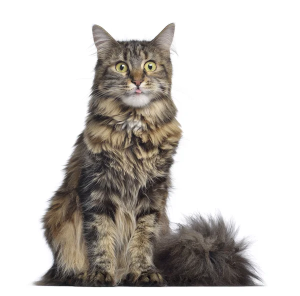 Maine coon cat, sitting and facing, isolated on white — Stock Photo, Image