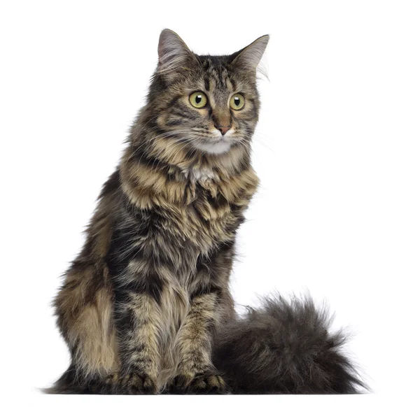Maine coon cat, sitting, isolated on white — Stock Photo, Image