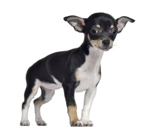 Chihuahua, 3 months old, standing, isolated on white — Stock Photo, Image