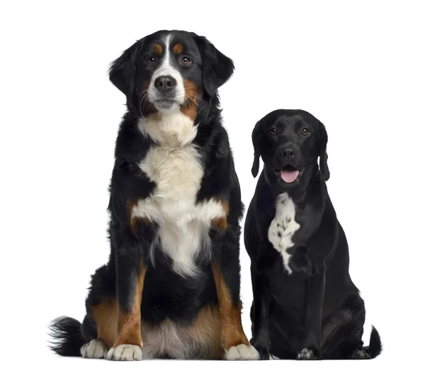 Bernese dağ köpeği ve labrador ve beagle arasında azman, — Stok fotoğraf