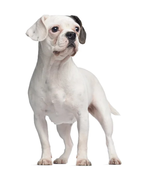 Bulldog francese, 1 anno, in piedi, isolato su bianco — Foto Stock