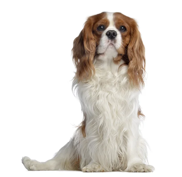 Cavalier King Charles, 2 years old, sitting, isolated on white — Stock Photo, Image