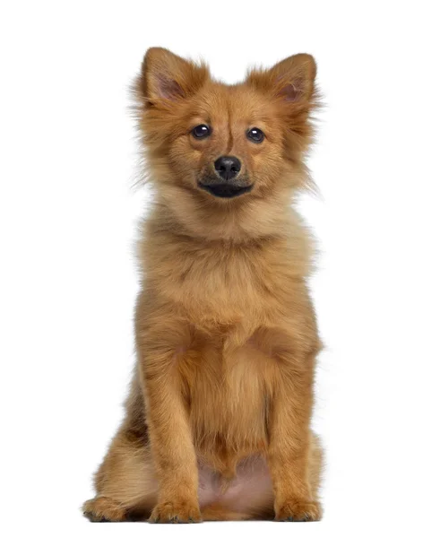 Spitz, 5 maanden oud, zit en onder ogen ziet, geïsoleerd op wit — Stockfoto